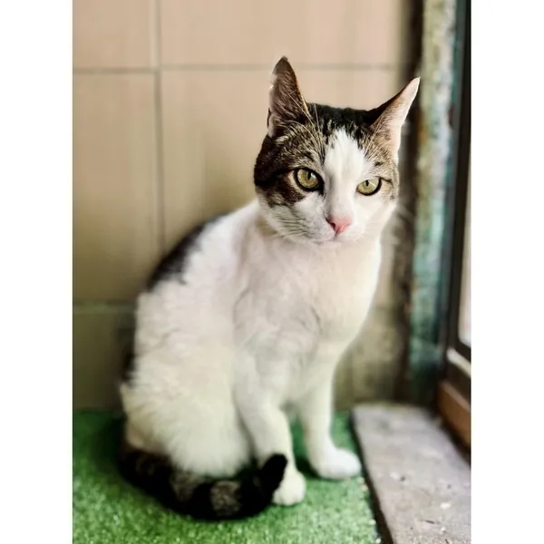 Znaleziono kota, Białystok, 13 kwietnia 2024 (4/4)