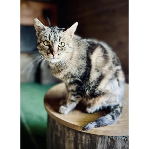 Znaleziono kota, Białystok, 23 maja 2024 (1/2)