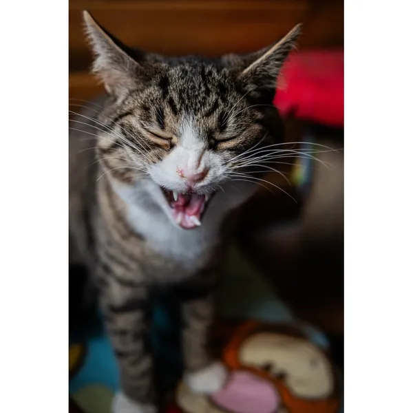 Znaleziono kota, Białystok, 3 czerwca 2024 (1/5)