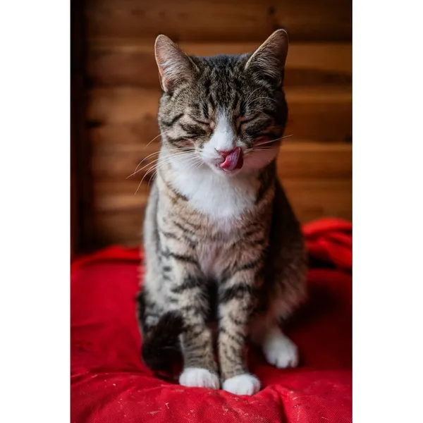 Znaleziono kota, Białystok, 3 czerwca 2024 (2/5)