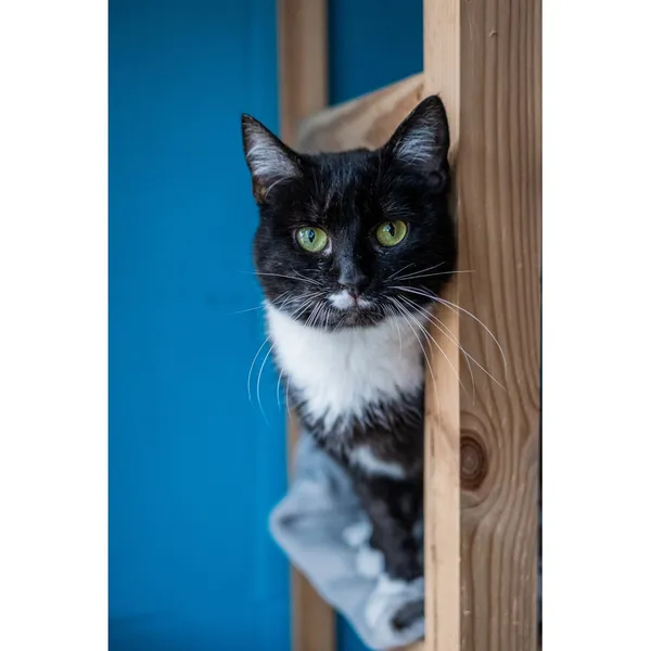 Znaleziono kota, Białystok, 29 maja 2024 (4/5)