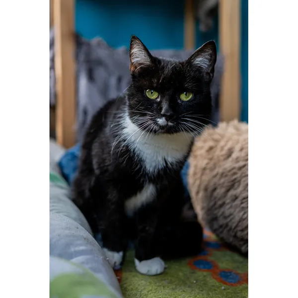 Znaleziono kota, Białystok, 29 maja 2024 (5/5)