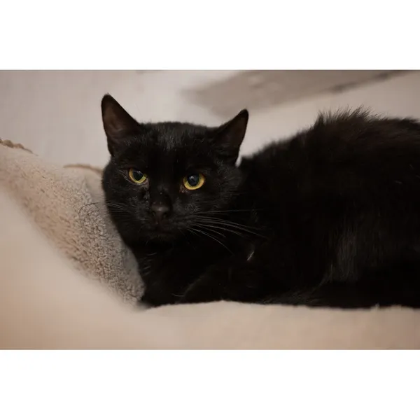 Znaleziono kota, Białystok, 8 lipca 2024 (2/3)