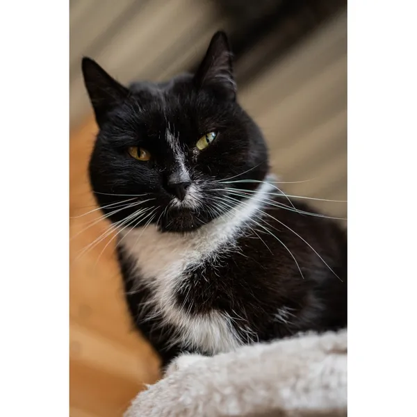 Znaleziono kota, Białystok, 5 lipca 2024 (1/5)