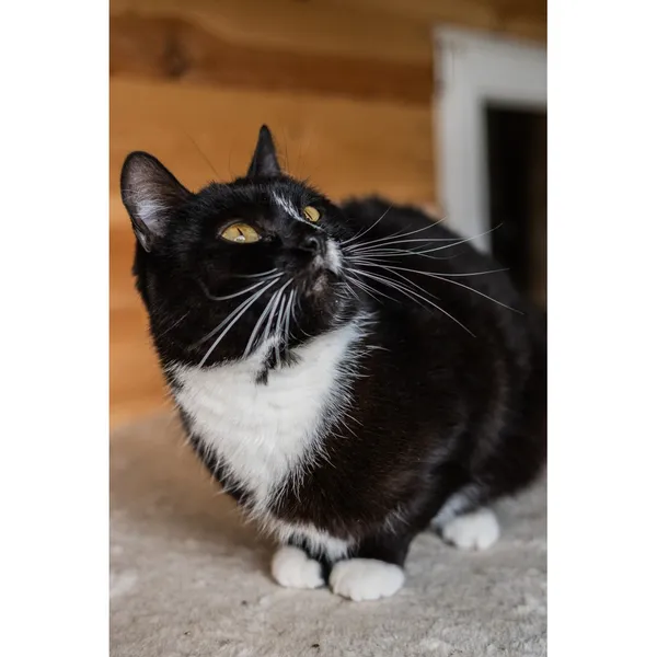 Znaleziono kota, Białystok, 5 lipca 2024 (2/5)