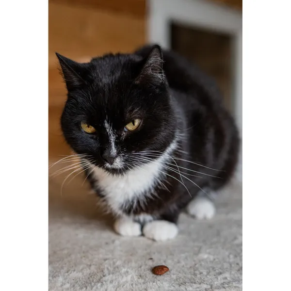 Znaleziono kota, Białystok, 5 lipca 2024 (3/5)