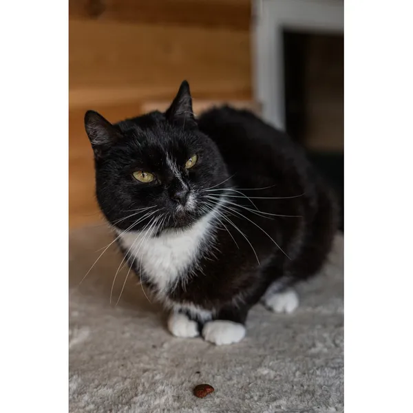 Znaleziono kota, Białystok, 5 lipca 2024 (4/5)