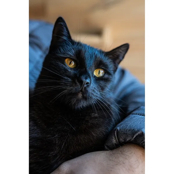 Znaleziono kota, Białystok, 9 sierpnia 2024 (1/5)