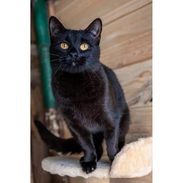 Znaleziono kota, Białystok, 9 sierpnia 2024 (5/5)