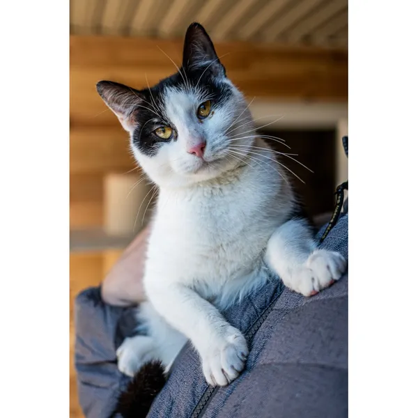 Znaleziono kota, Białystok, 9 sierpnia 2024 (1/4)