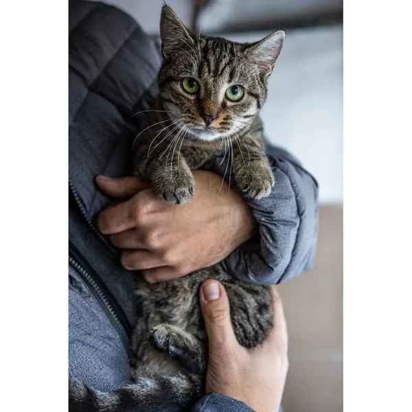 Znaleziono kota, Białystok, 9 sierpnia 2024 (1/3)