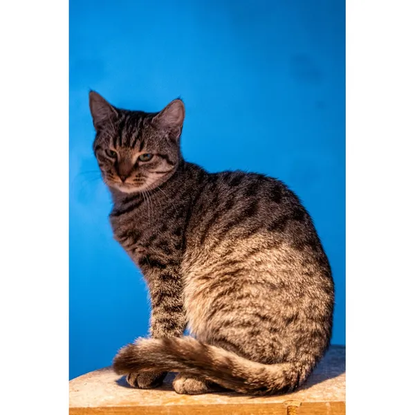 Znaleziono kota, Białystok, 9 sierpnia 2024 (2/3)