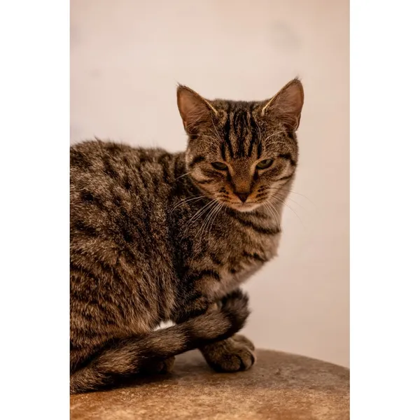 Znaleziono kota, Białystok, 9 sierpnia 2024 (3/3)