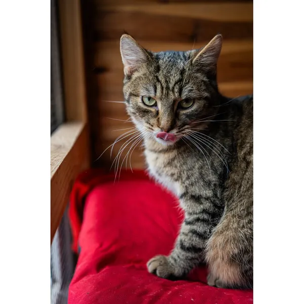 Znaleziono kota, Białystok, 25 lipca 2024 (1/4)