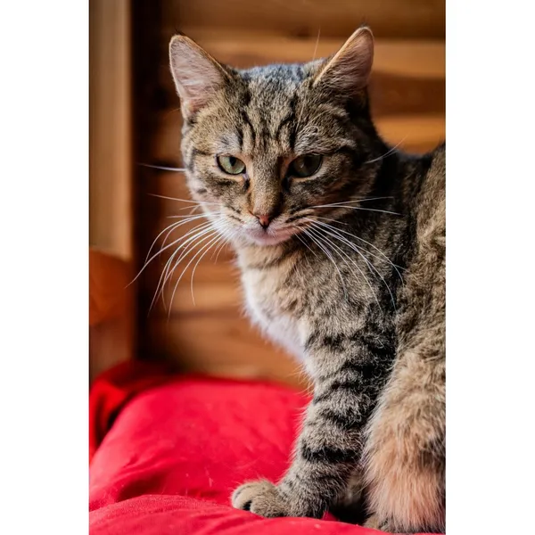 Znaleziono kota, Białystok, 25 lipca 2024 (4/4)