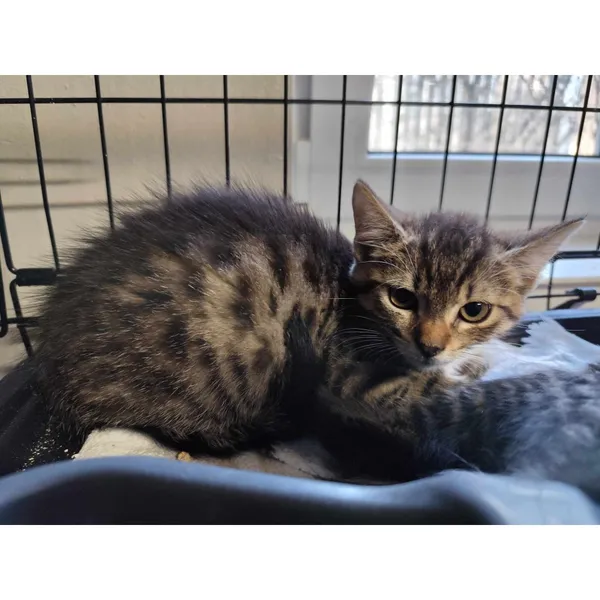 Znaleziono kota, Białystok, 3 lipca 2024 (2/2)