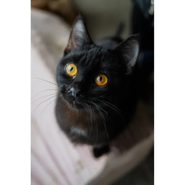 Znaleziono kota, Białystok, 6 lipca 2024 (1/5)