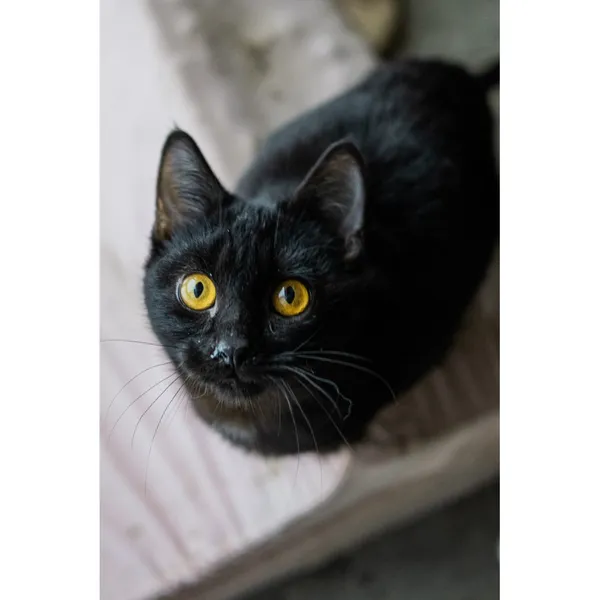 Znaleziono kota, Białystok, 6 lipca 2024 (2/5)