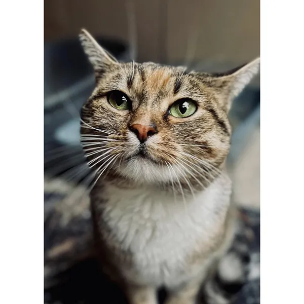 Znaleziono kota, Białystok, 7 sierpnia 2024 (1/5)