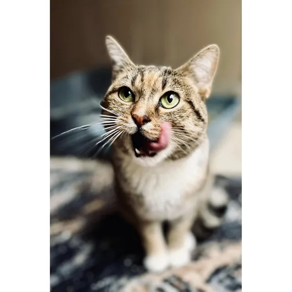 Znaleziono kota, Białystok, 7 sierpnia 2024 (3/5)