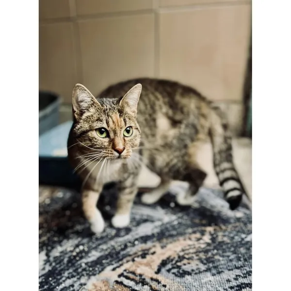 Znaleziono kota, Białystok, 7 sierpnia 2024 (4/5)