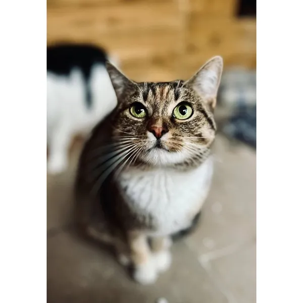 Znaleziono kota, Białystok, 7 sierpnia 2024 (5/5)