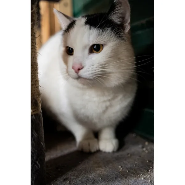 Znaleziono kota, Białystok, 12 października 2024 (1/2)