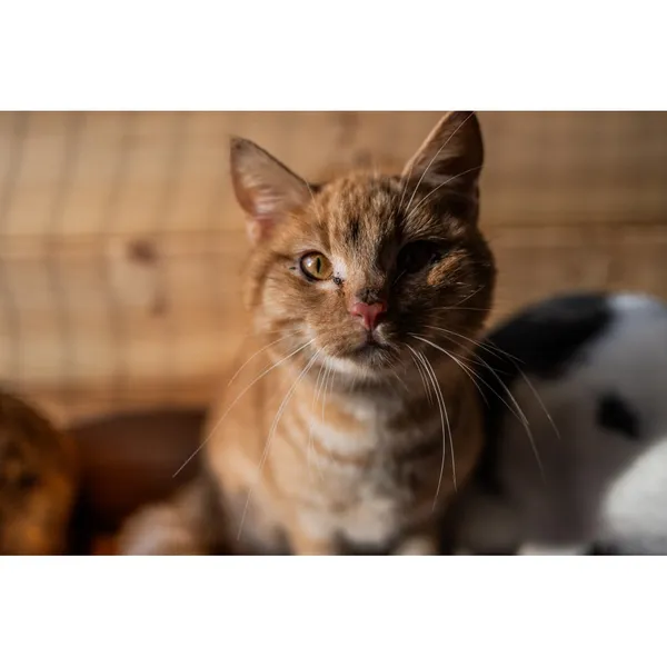 Znaleziono kota, Białystok, 16 października 2024 (1/5)