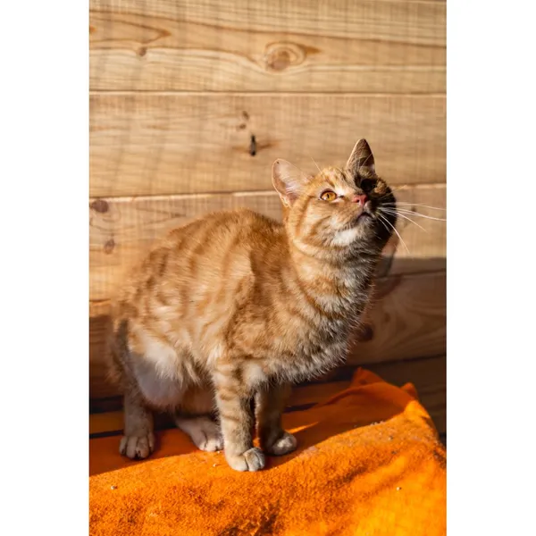 Znaleziono kota, Białystok, 16 października 2024 (2/5)