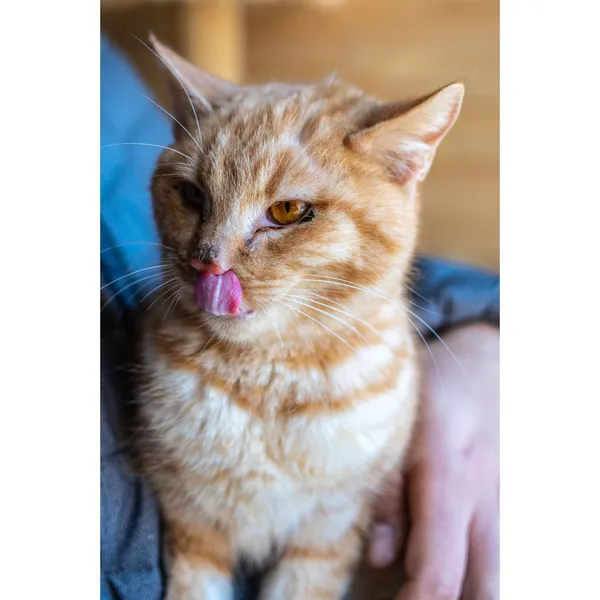 Znaleziono kota, Białystok, 16 października 2024 (3/5)