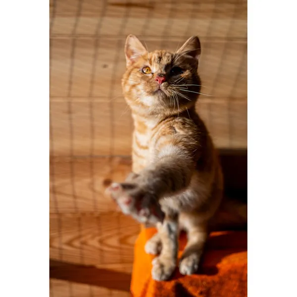 Znaleziono kota, Białystok, 16 października 2024 (4/5)