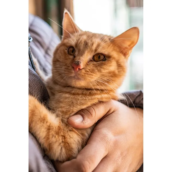 Znaleziono kota, Białystok, 16 października 2024 (5/5)