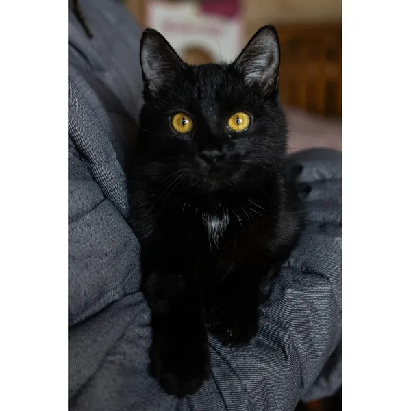 Znaleziono kota, Białystok, 24 października 2024 (3/3)