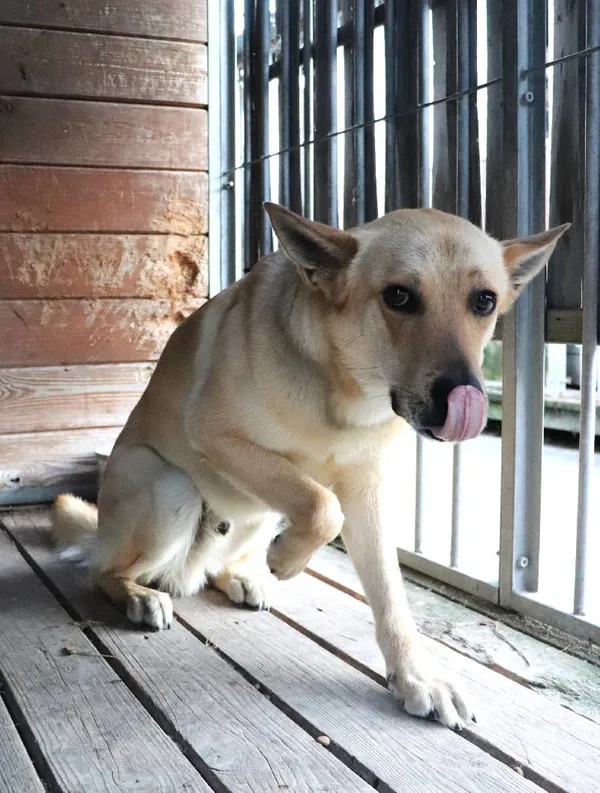 Znaleziono psa, Łódź, 29 stycznia 2025 (1/5)