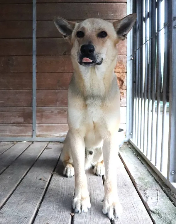 Znaleziono psa, Łódź, 29 stycznia 2025 (3/5)