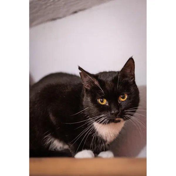 Znaleziono kota, Białystok, 2 stycznia 2024 (3/3)