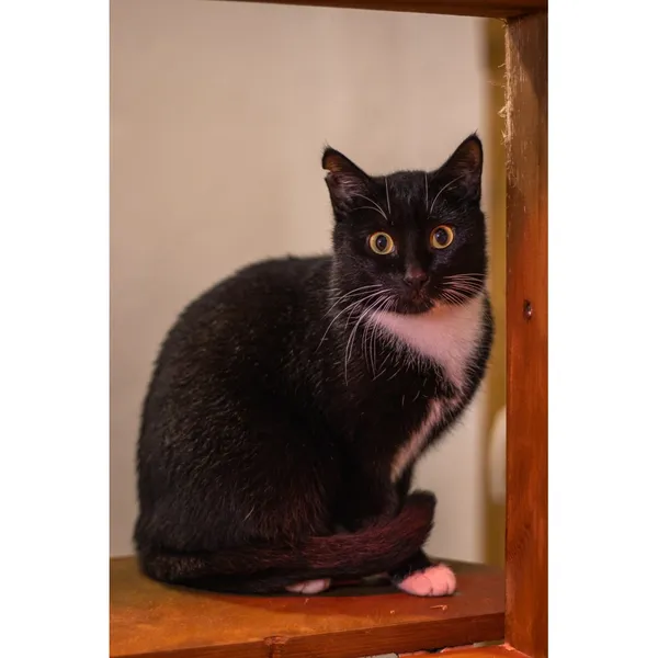 Znaleziono kota, Białystok, 2 stycznia 2024 (1/3)