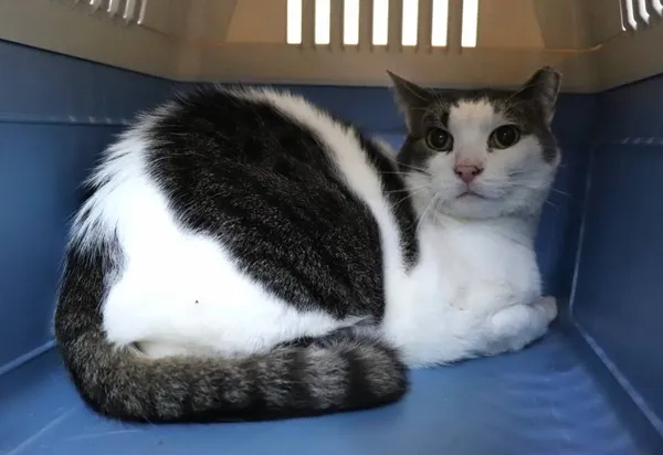 Znaleziono kota, Łódź, 31 stycznia 2025 (1/5)