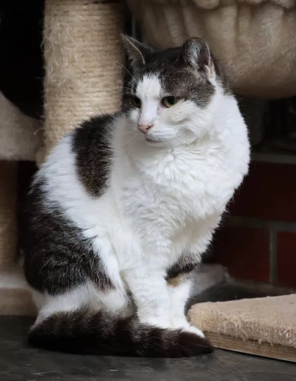 Znaleziono kota, Łódź, 31 stycznia 2025 (2/5)