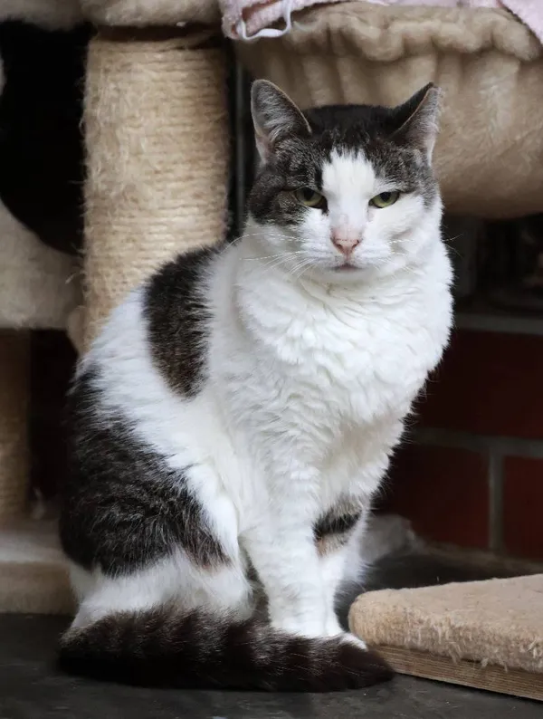 Znaleziono kota, Łódź, 31 stycznia 2025 (3/5)