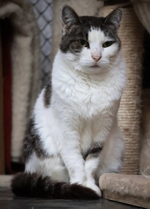 Znaleziono kota, Łódź, 31 stycznia 2025 (4/5)