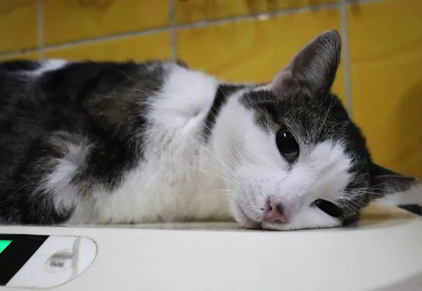 Znaleziono kota, Łódź, 31 stycznia 2025 (1/5)