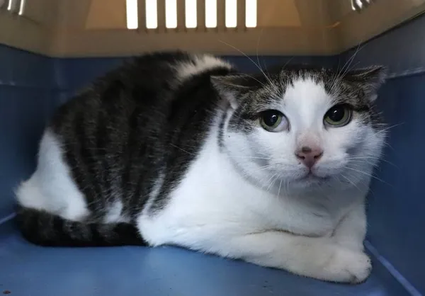 Znaleziono kota, Łódź, 31 stycznia 2025 (2/5)