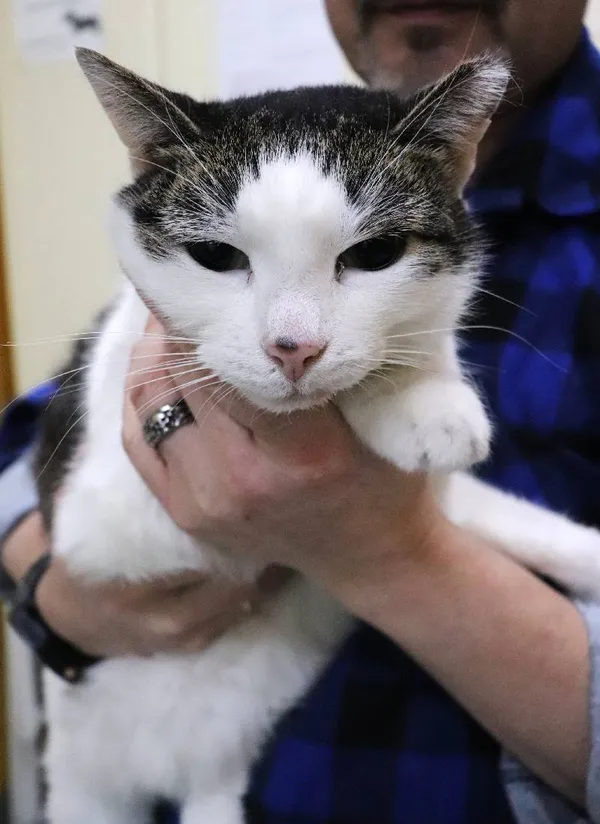 Znaleziono kota, Łódź, 31 stycznia 2025 (3/5)