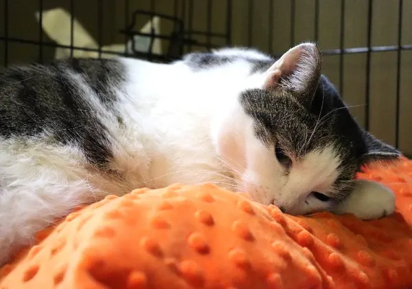 Znaleziono kota, Łódź, 31 stycznia 2025 (4/5)