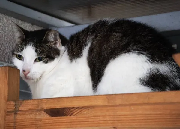 Znaleziono kota, Łódź, 31 stycznia 2025 (5/5)