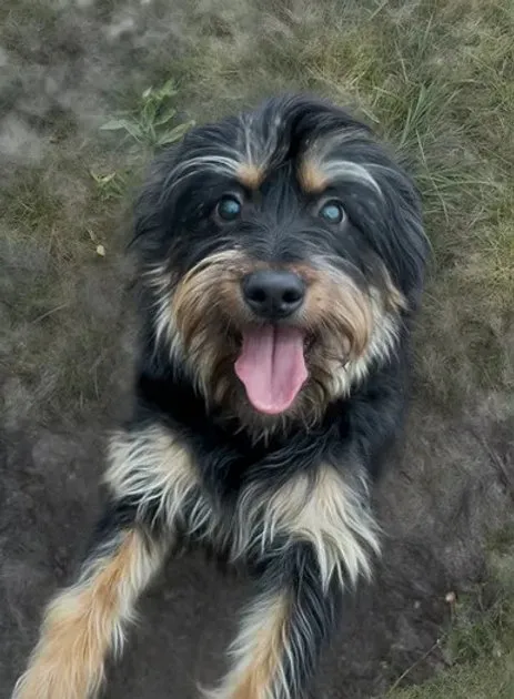 Pies do adopcji, Włocławek, 11 grudnia 2025 (1/3)