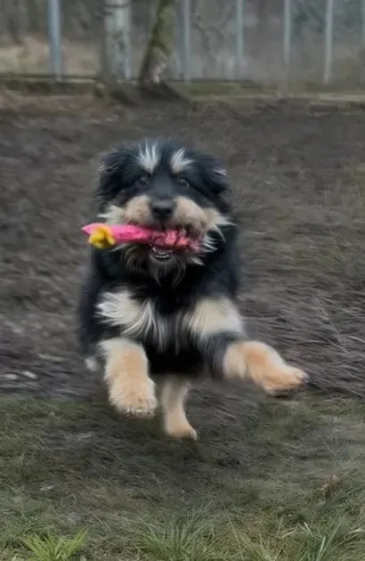 Pies do adopcji, Włocławek, 11 grudnia 2025 (3/3)