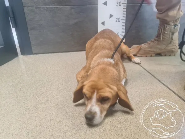 Pies do adopcji, Chełmek, 27 listopada 2024