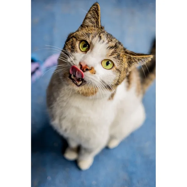 Znaleziono kota, Białystok, 12 listopada 2024 (1/5)